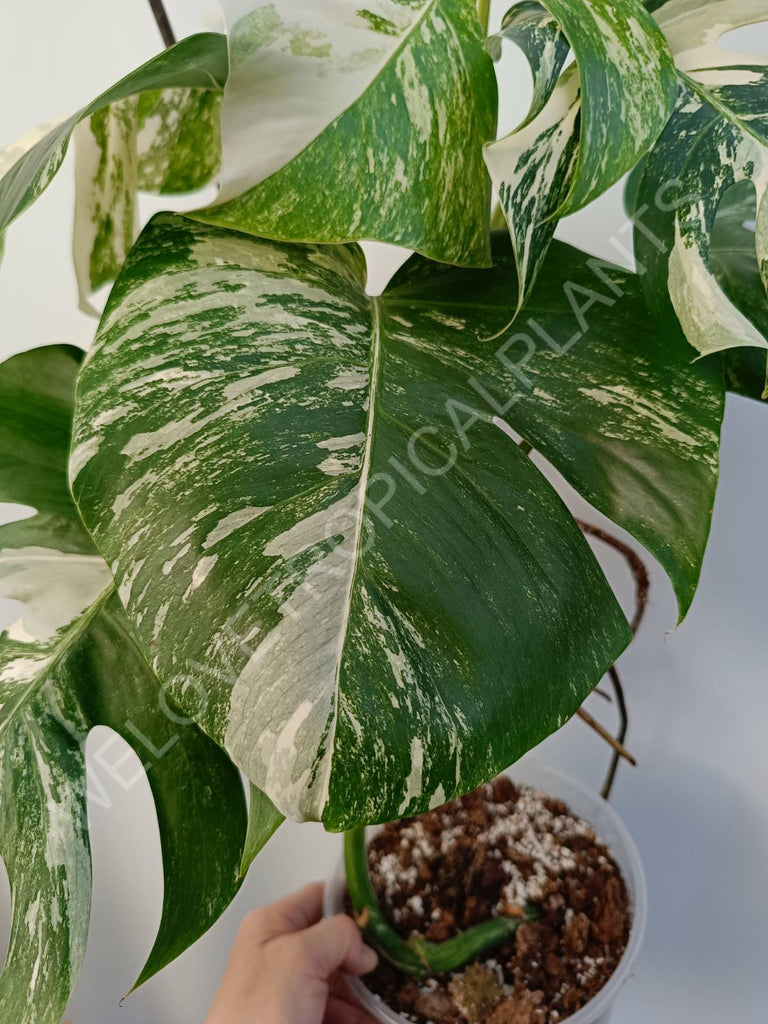 Monstera deliciosa variegata albo