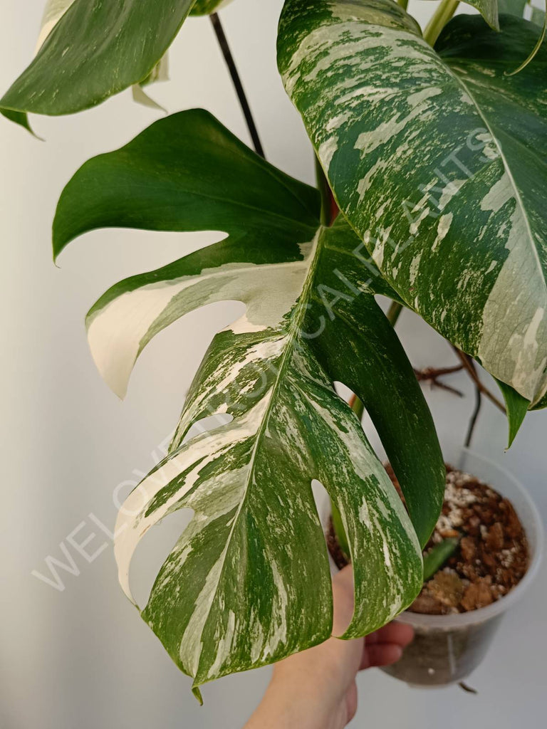 Monstera deliciosa variegata albo