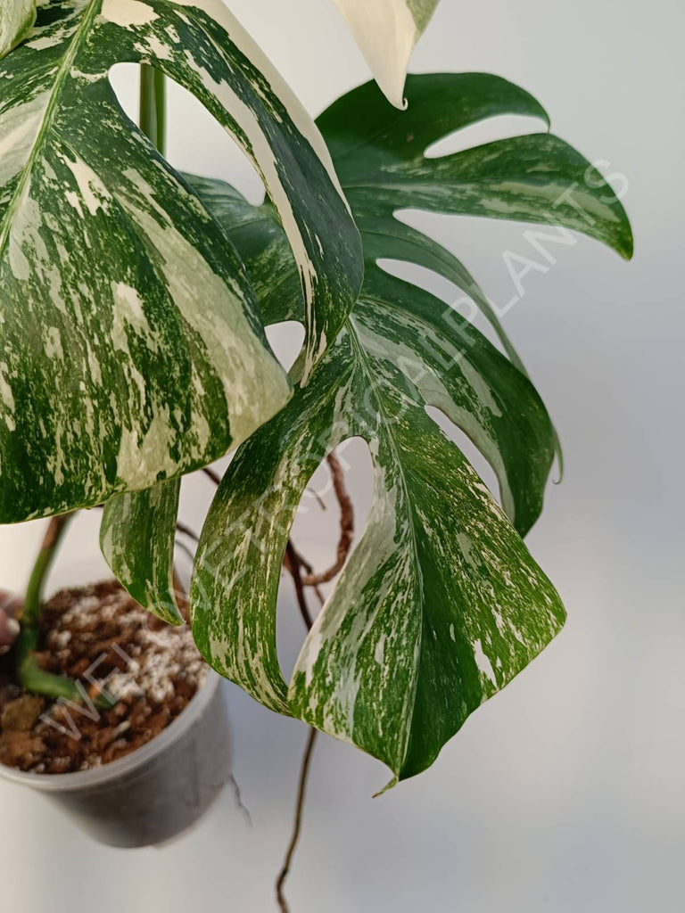 Monstera deliciosa variegata albo