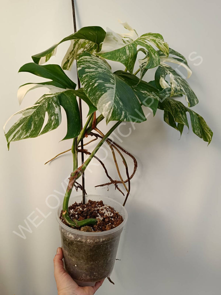 Monstera deliciosa variegata albo