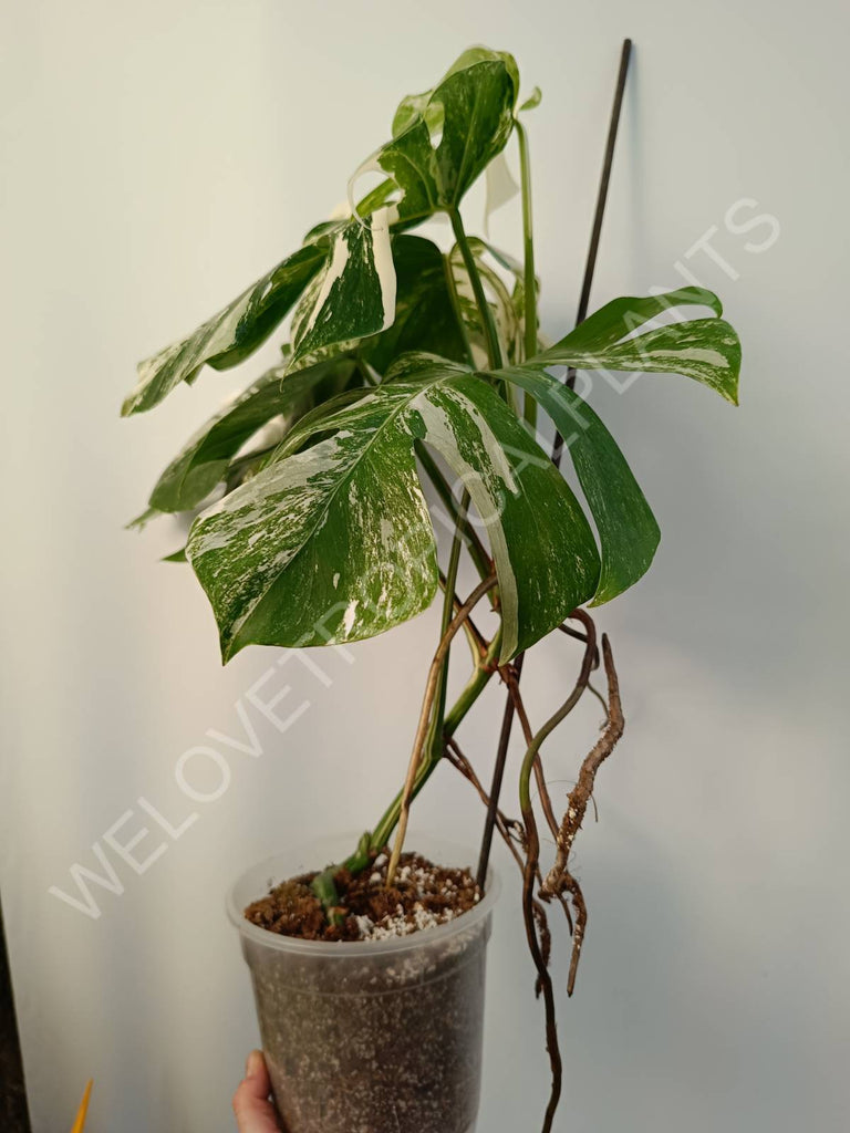 Monstera deliciosa variegata albo