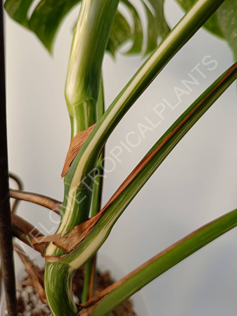 Monstera deliciosa variegata albo