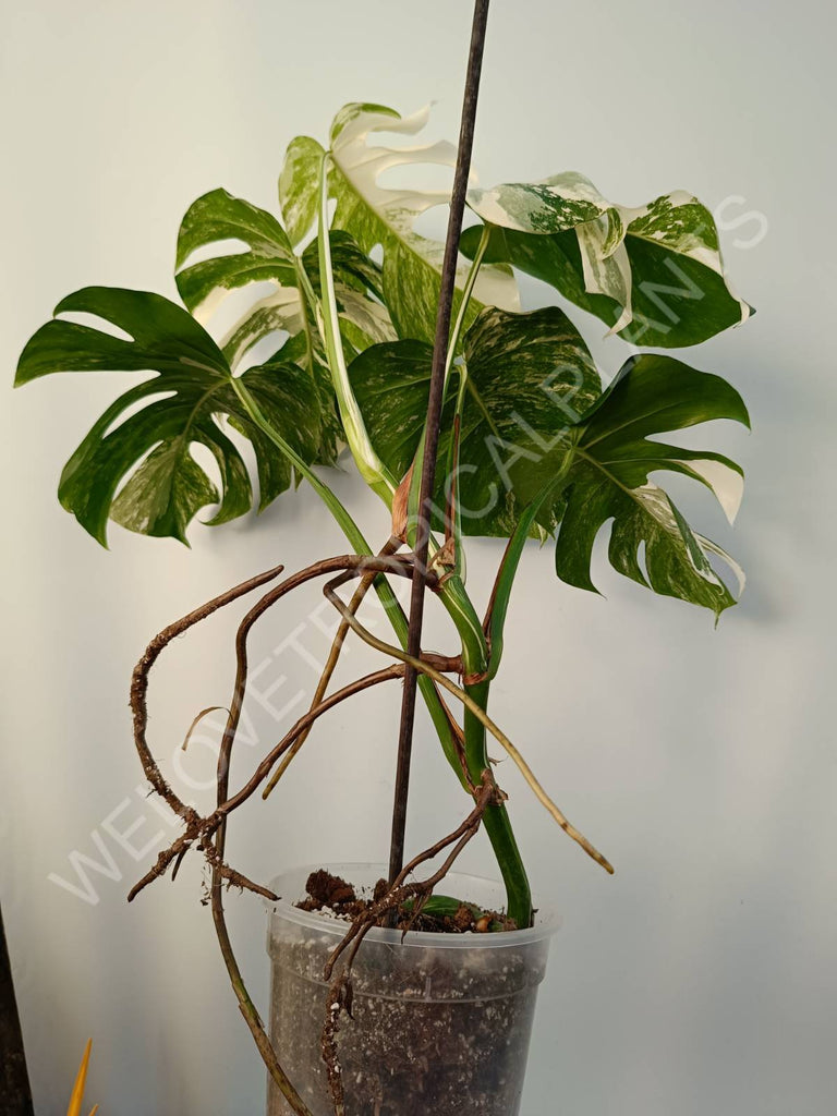 Monstera deliciosa variegata albo