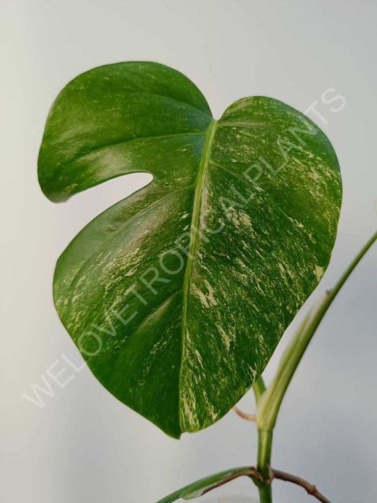 Monstera deliciosa variegata albo