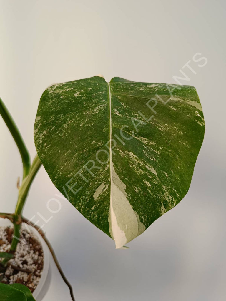 Monstera deliciosa variegata albo