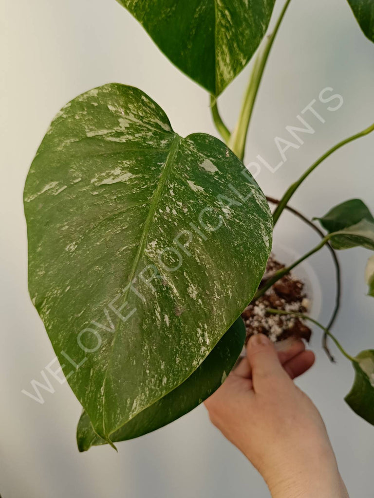 Monstera deliciosa variegata albo