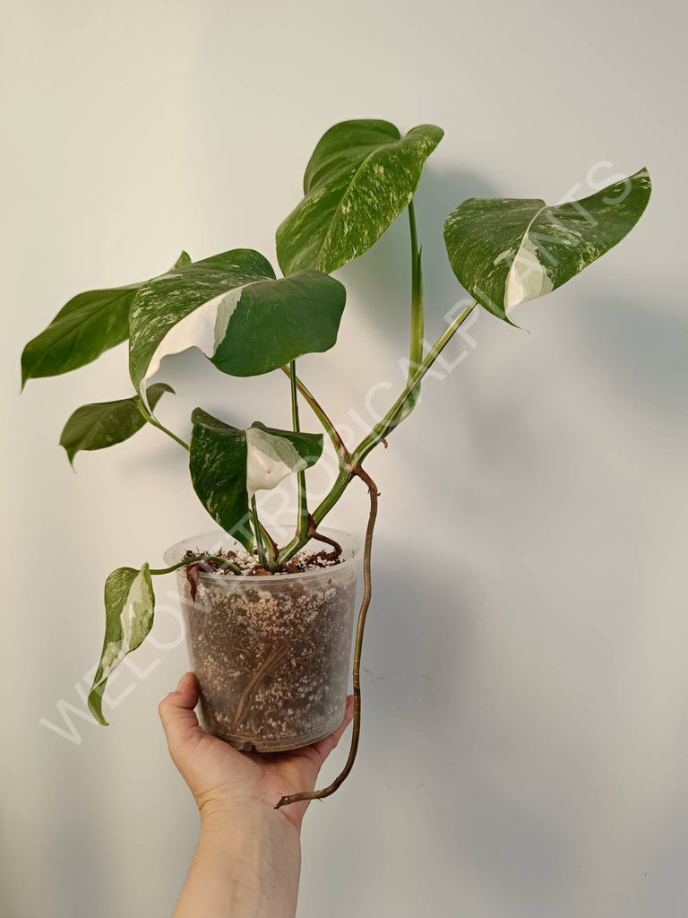 Monstera deliciosa variegata albo