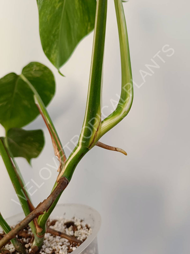 Monstera deliciosa variegata albo