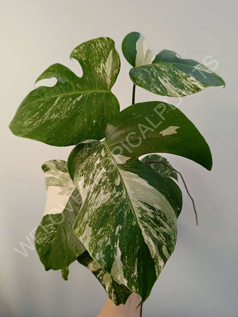 Monstera deliciosa variegata albo