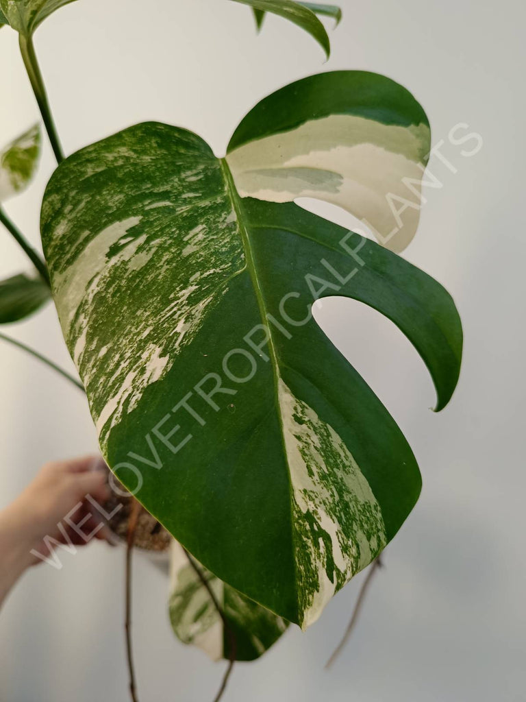 Monstera deliciosa variegata albo