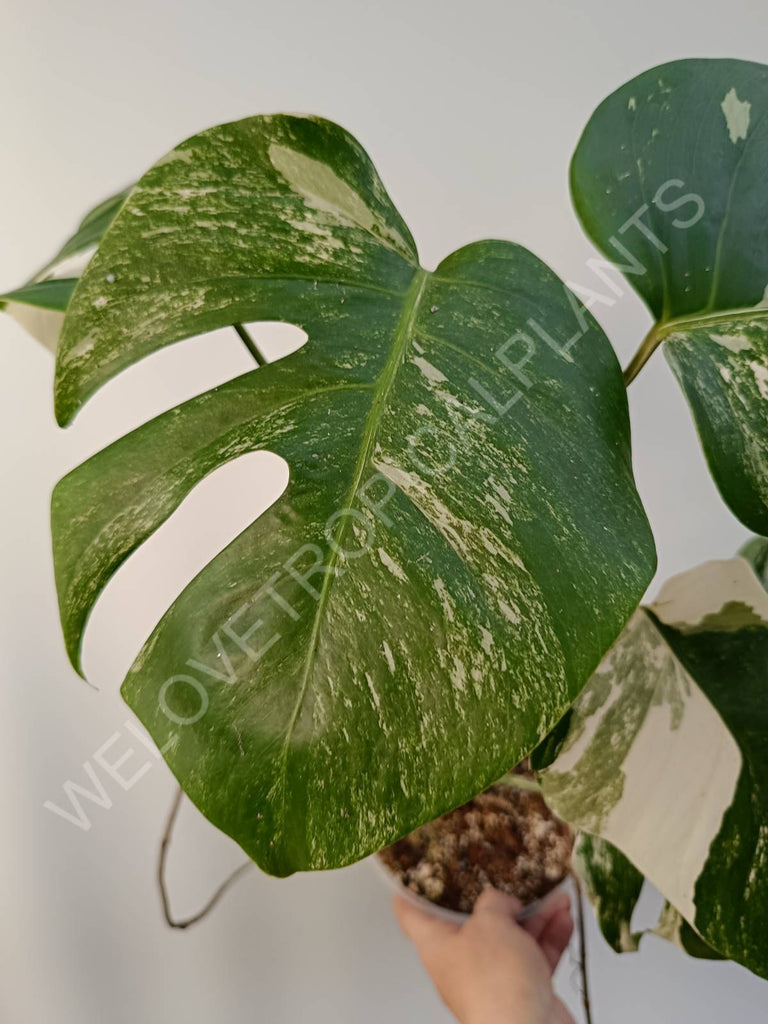 Monstera deliciosa variegata albo