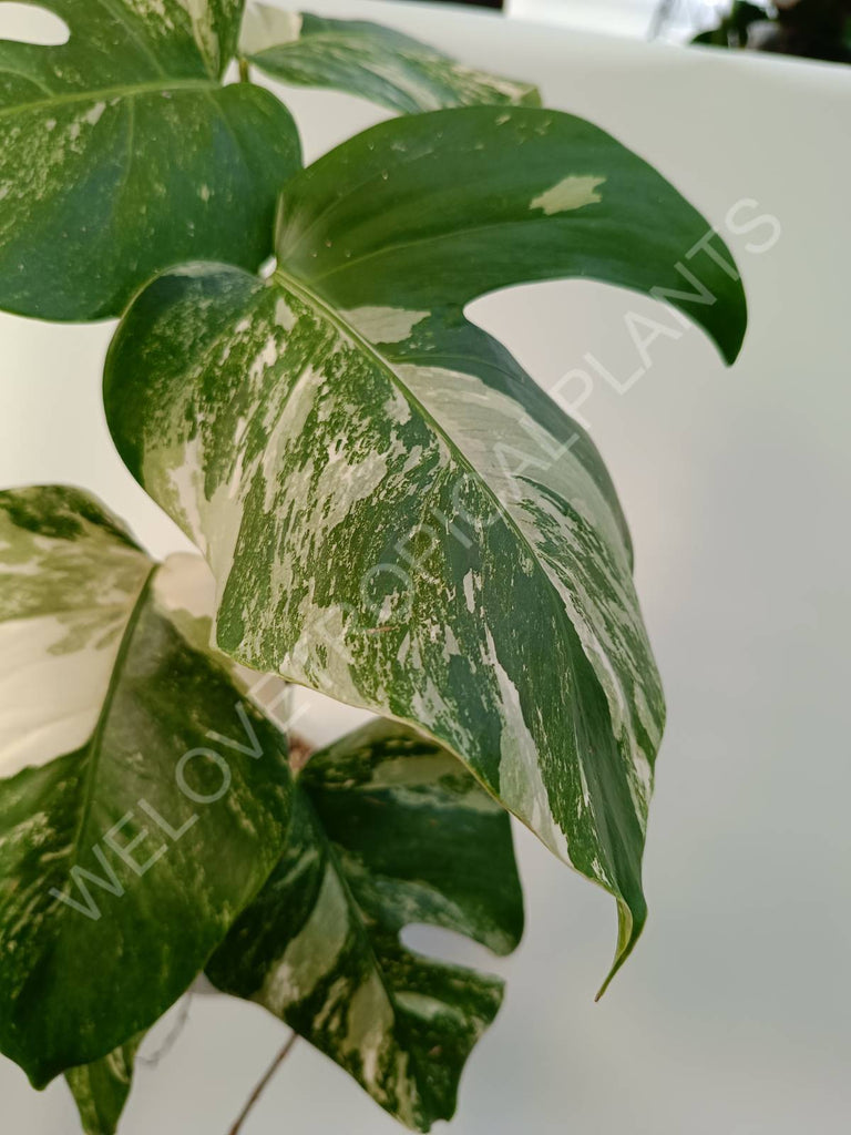 Monstera deliciosa variegata albo