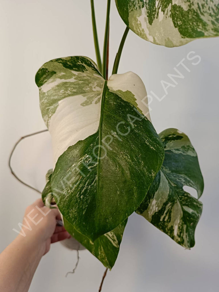 Monstera deliciosa variegata albo