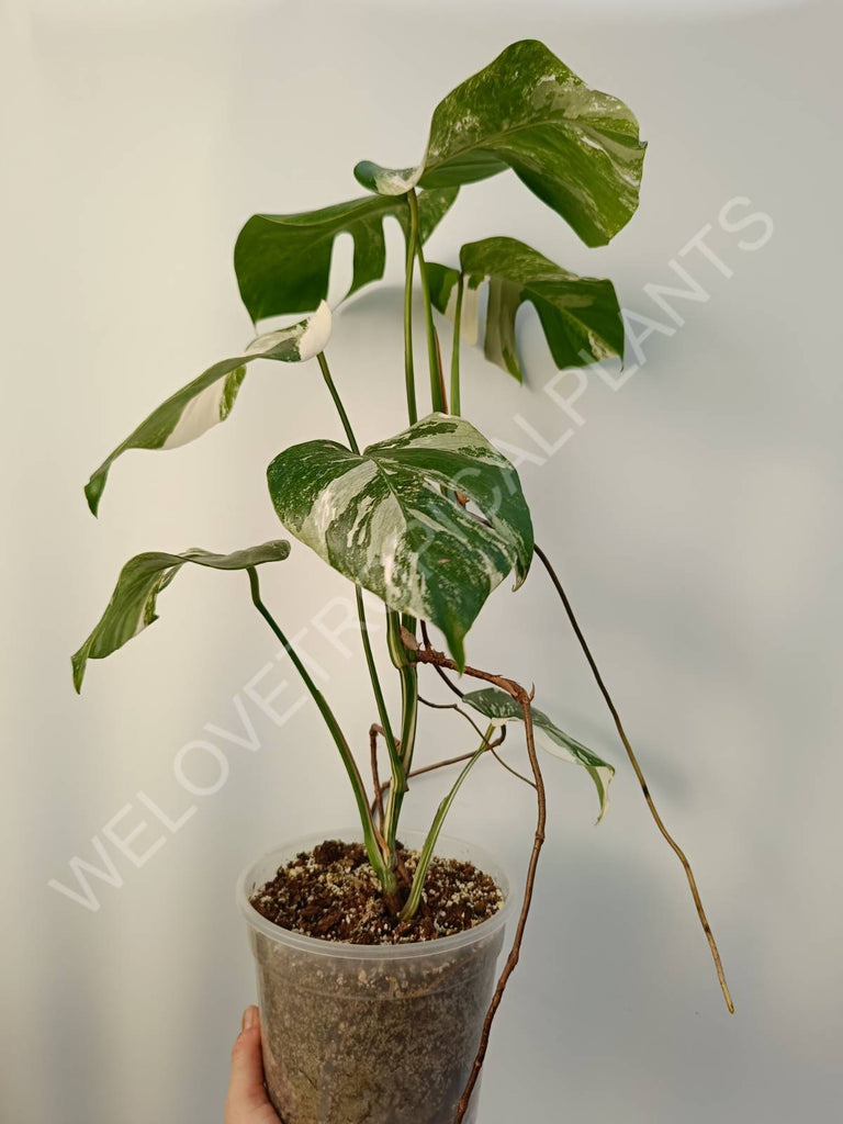 Monstera deliciosa variegata albo