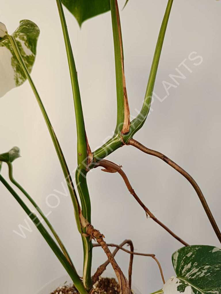 Monstera deliciosa variegata albo