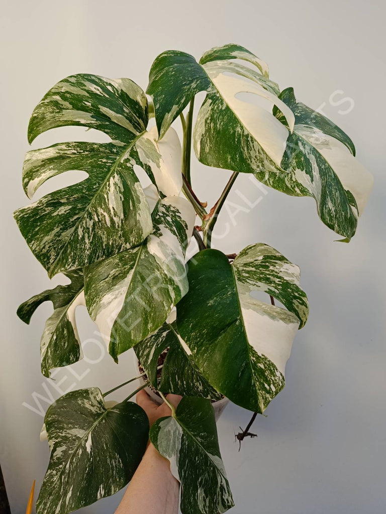 Monstera deliciosa variegata albo