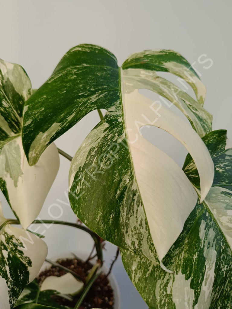 Monstera deliciosa variegata albo