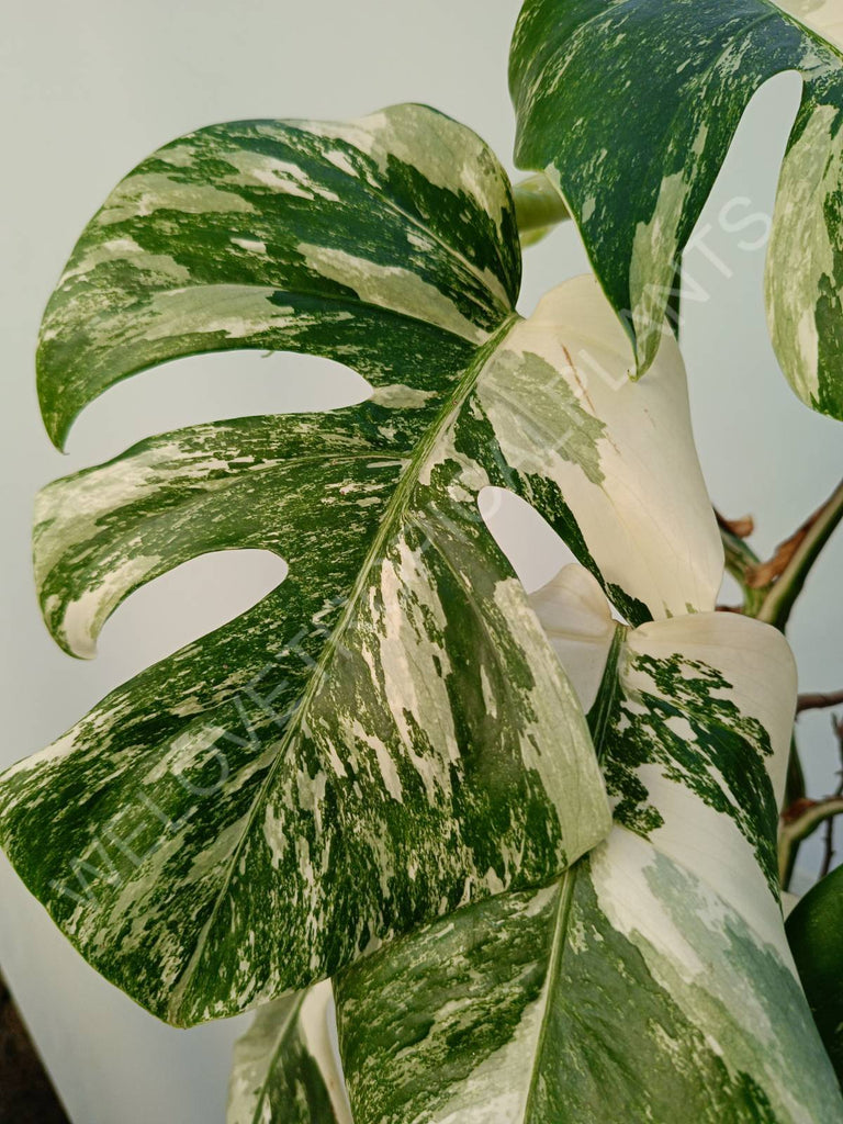 Monstera deliciosa variegata albo