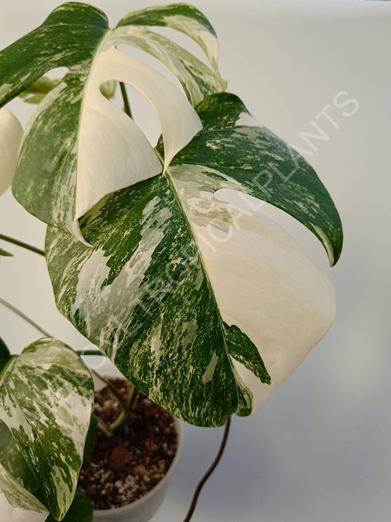 Monstera deliciosa variegata albo