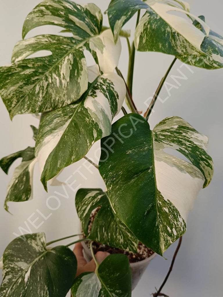 Monstera deliciosa variegata albo