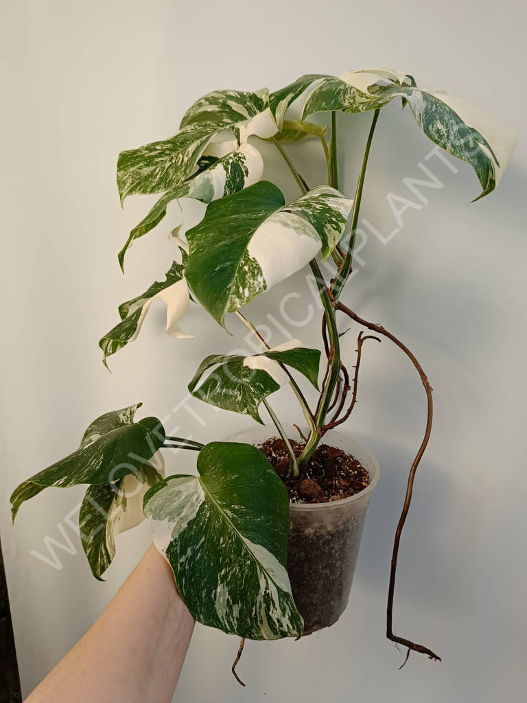 Monstera deliciosa variegata albo