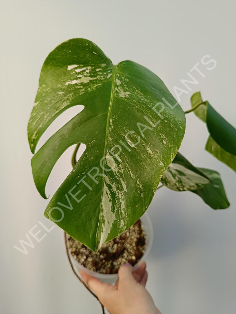 Monstera deliciosa variegata albo