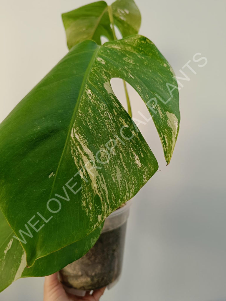 Monstera deliciosa variegata albo