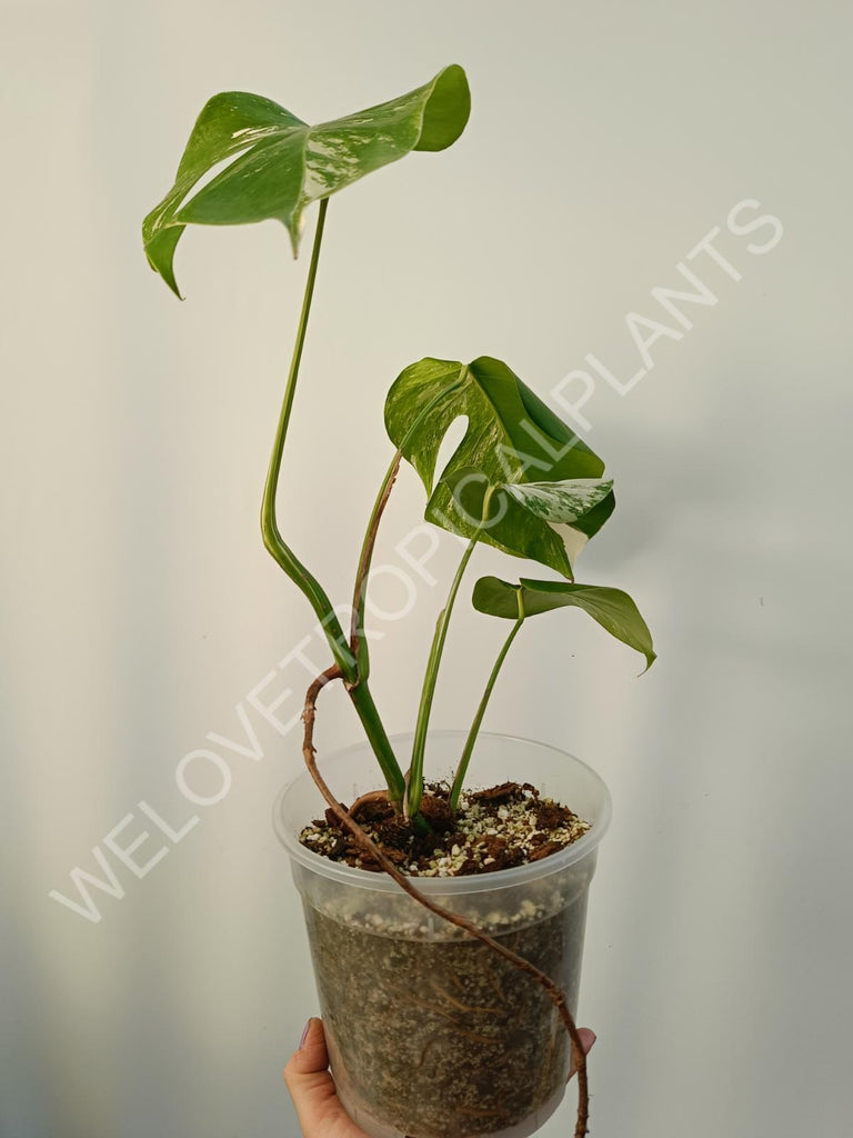 Monstera deliciosa variegata albo