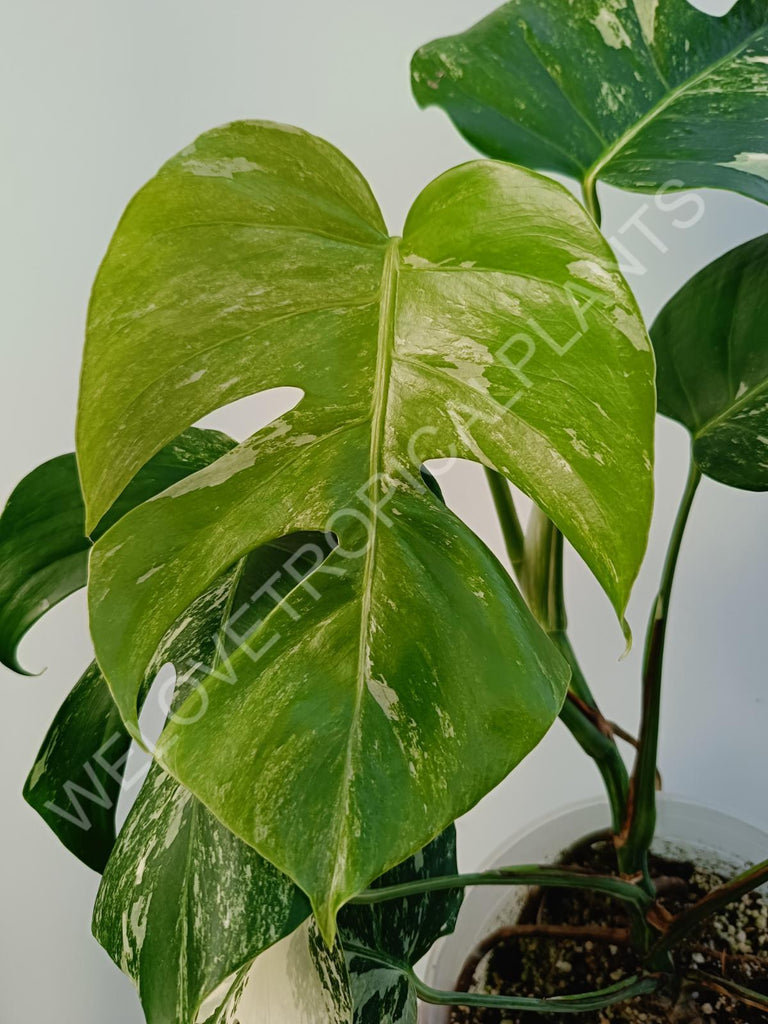 Monstera deliciosa variegata albo