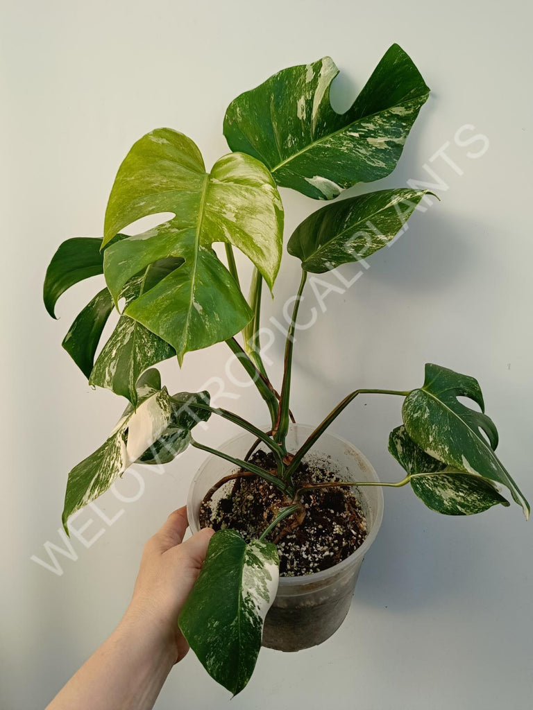 Monstera deliciosa variegata albo