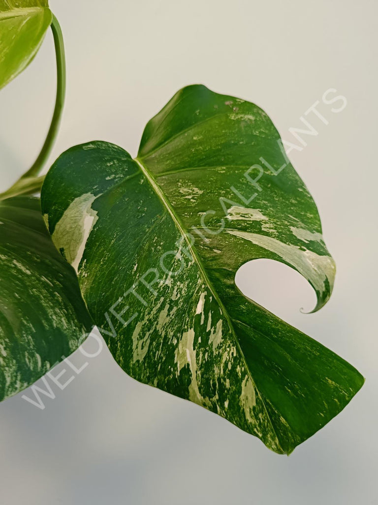 Monstera deliciosa variegata albo