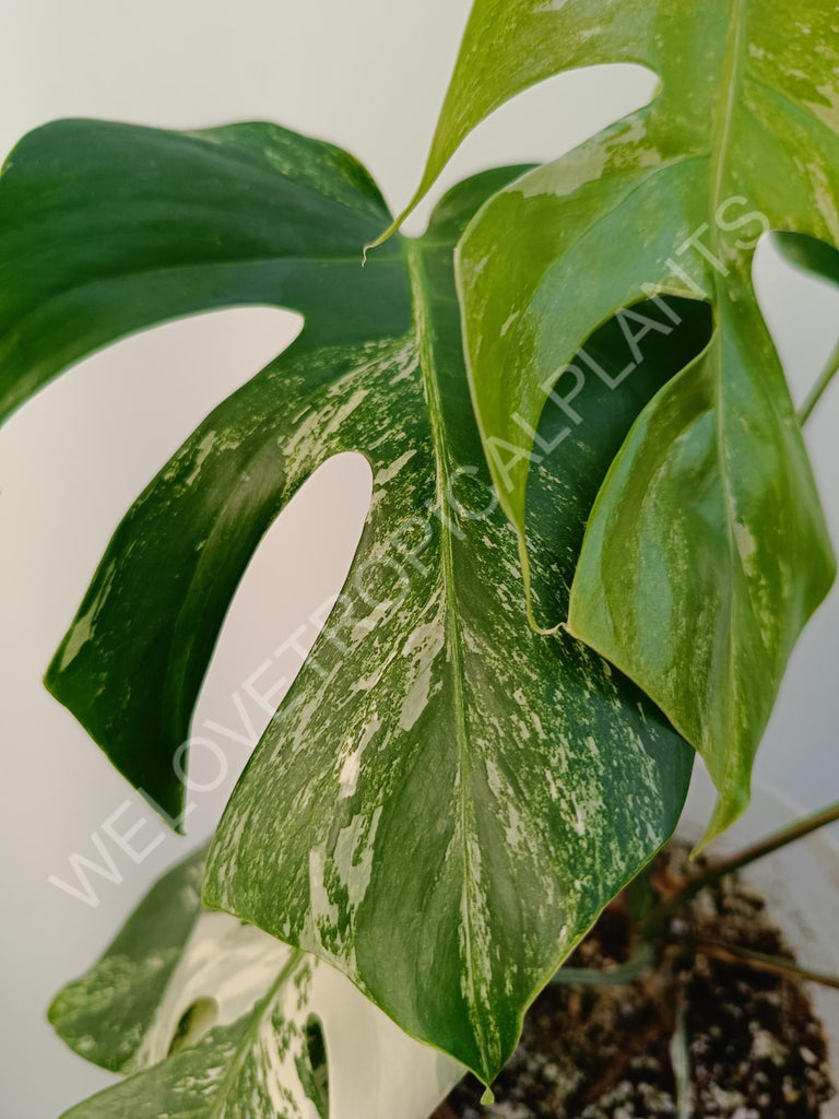 Monstera deliciosa variegata albo