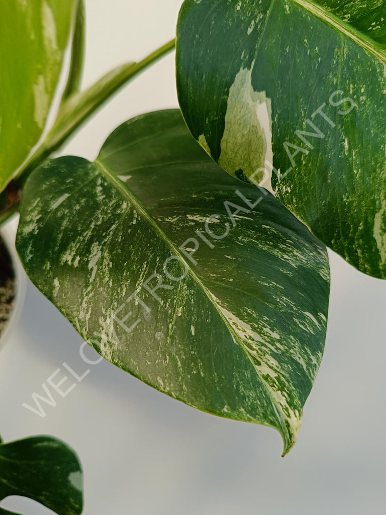 Monstera deliciosa variegata albo