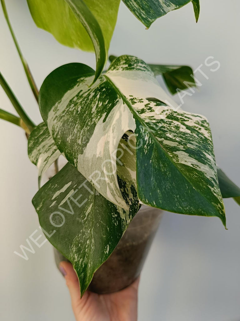 Monstera deliciosa variegata albo