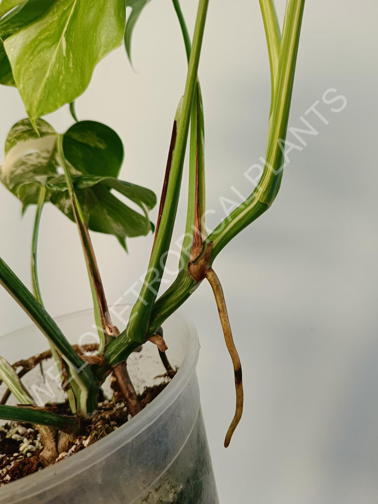 Monstera deliciosa variegata albo