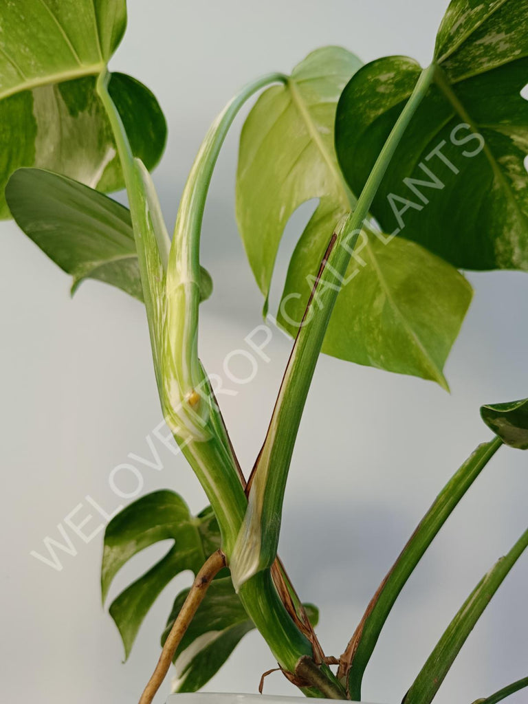 Monstera deliciosa variegata albo