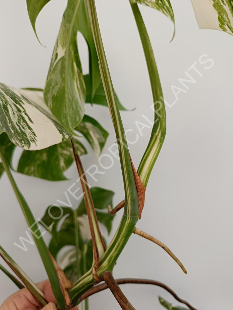 Monstera deliciosa variegata albo