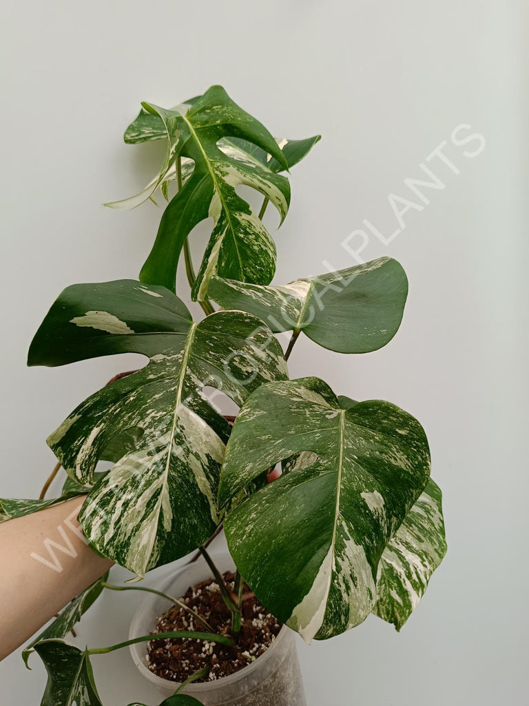 Monstera deliciosa variegata albo