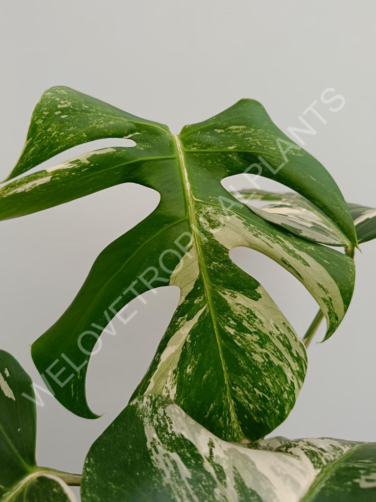 Monstera deliciosa variegata albo