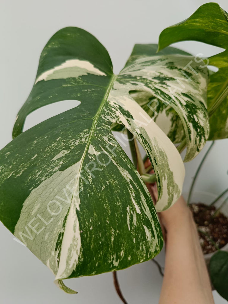 Monstera deliciosa variegata albo