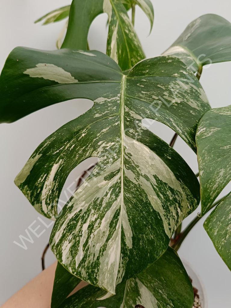 Monstera deliciosa variegata albo