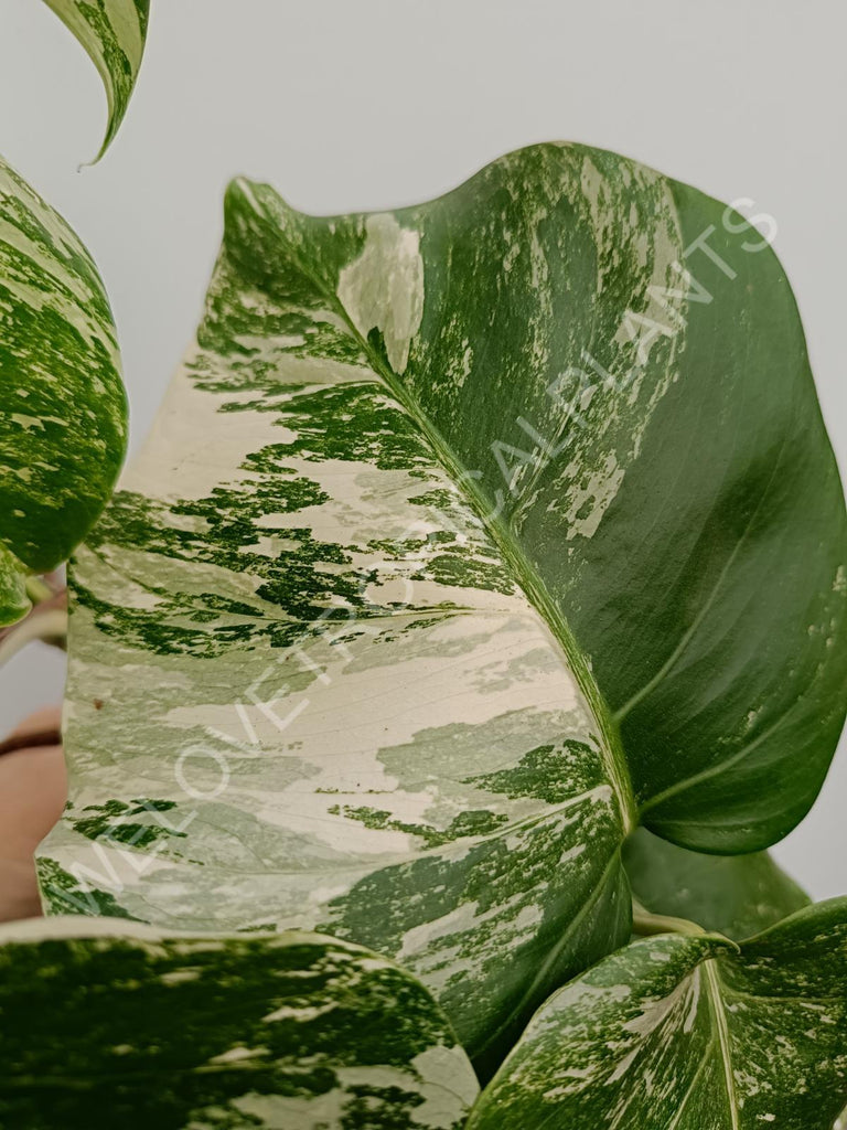 Monstera deliciosa variegata albo