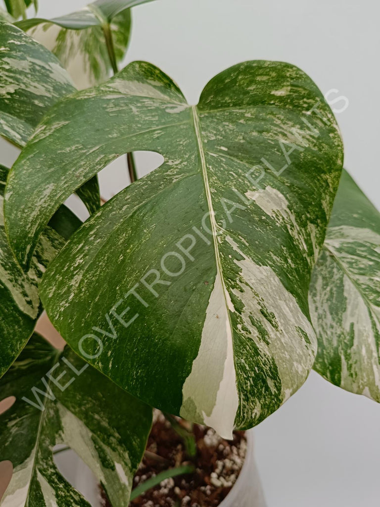 Monstera deliciosa variegata albo