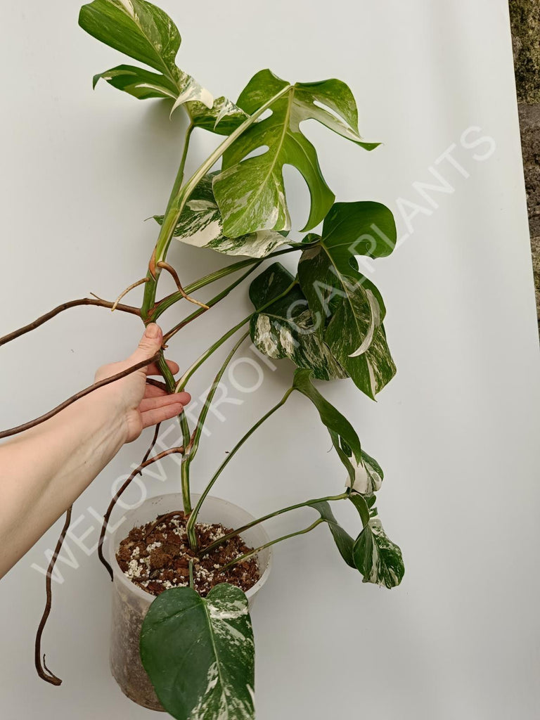 Monstera deliciosa variegata albo