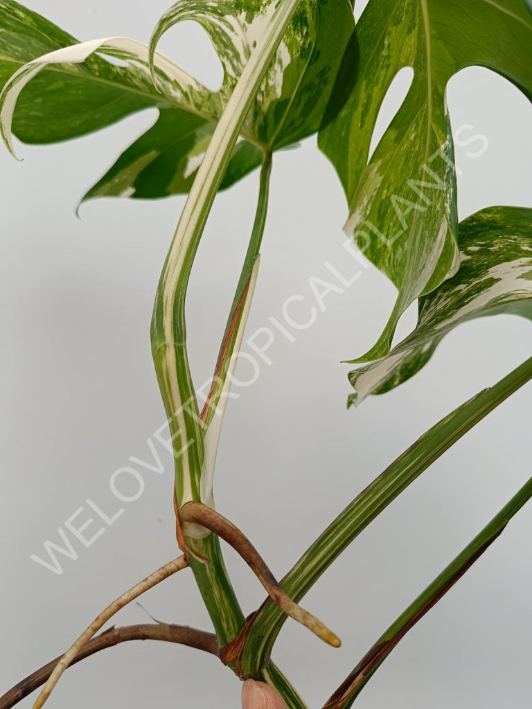 Monstera deliciosa variegata albo