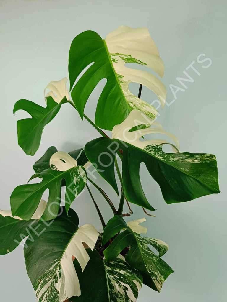 Monstera variegata albo