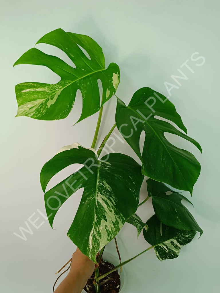 Monstera variegata albo