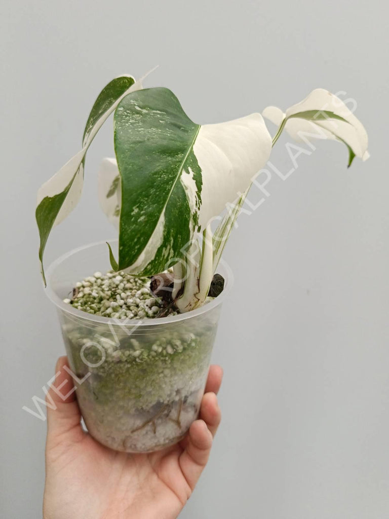 Monstera deliciosa variegata albo extra white