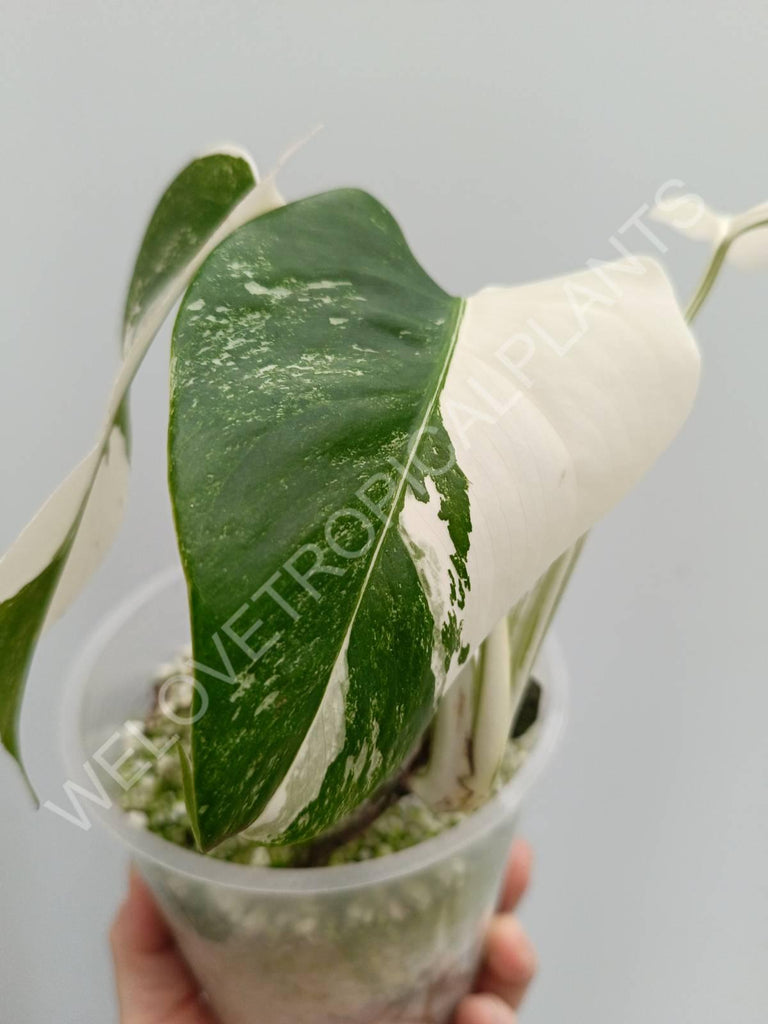 Monstera deliciosa variegata albo extra white