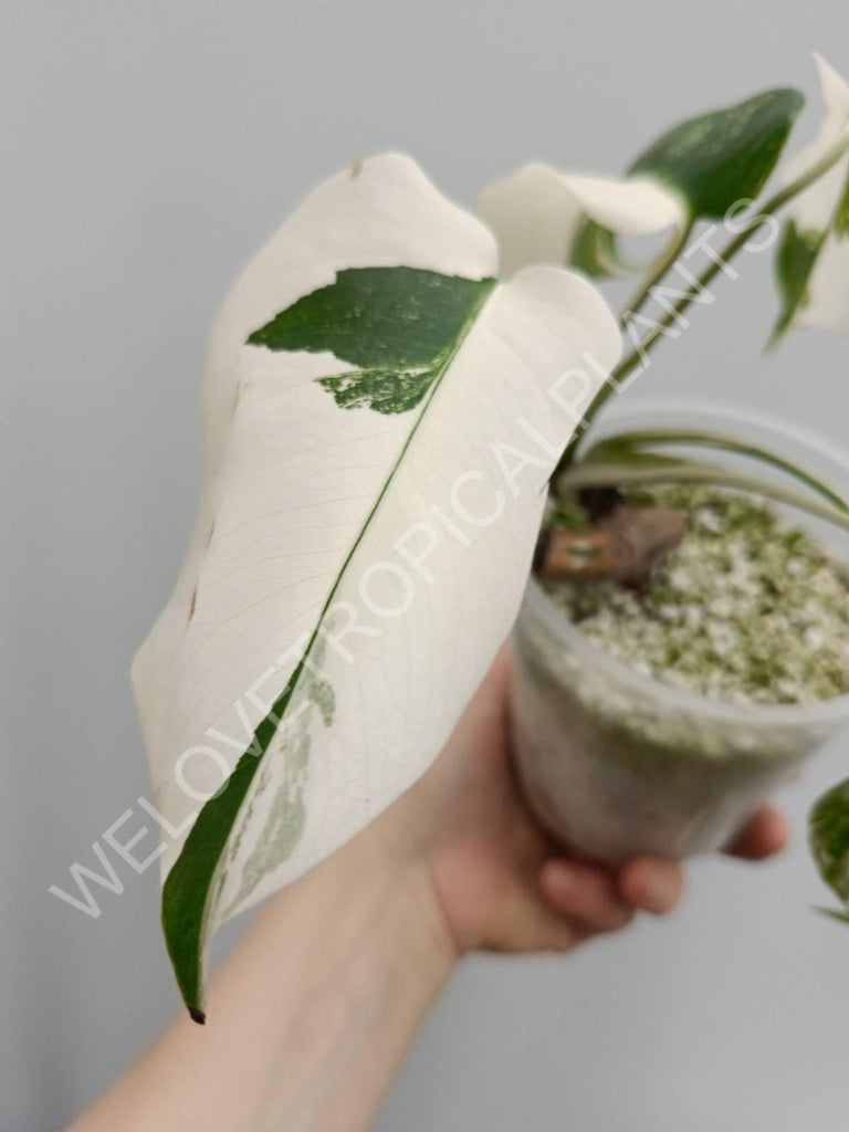 Monstera deliciosa variegata albo extra white